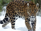 Jaguar, Śnieg