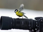 Sikora, Bogatka, Aparat, Fotograficzny