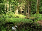 Puszcza, Białowieska, Bagno