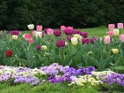 Ogród, Bratki, Tulipany