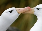 Albatrosy