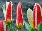 Tulipany, Krople, Deszczu