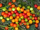 Kolorowe, Pomidory