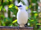 Bia?y, Szpak balijski, Bali Starling