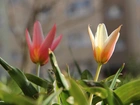 Tulipany, Kwiaty, Wiosna