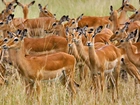 Gazele, Impala