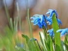 Cebulica Syberyjska, Niebieskie, Kwiaty, Wiosna