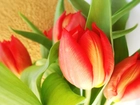 Tulipany