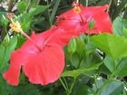 Kwiaty, Hibiskusa