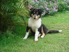 Szczeniak, Scotch collie tricolor