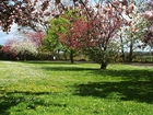 Wiosna, Kwitnące, Drzewa, Łąka
