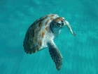 Żółw, Wodny, Barbados