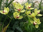 Storczyk, Cymbidium