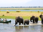 Słonie, Rzeka, Łodzie, Zimbabwe