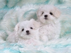 Dwa, Pieski, Bichon Frise