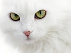Biały, Kot, turecka angora