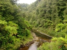 Rzeka, Lasy, Roślinność, Tangarakau, Nowa Zelandia