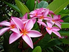 Różowa, Plumeria, Liście