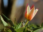 Tulipan, Kwiat, Wiosna