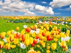Kolorowe, Tulipany, Chmury