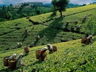 Herbata, Zbiór, Srilanka