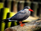 Ptak, Inca Tern