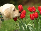 Pies, Czerwone, Tulipany