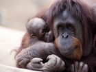Małpa, Orangutan, Małe