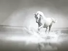 Biały, Koń