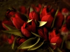 Kwiaty, Czerwone, Tulipany