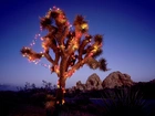 Oświetlone, Drzewo Jozuego, Park Narodowy, Kalifornia