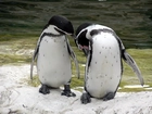 Dwa, Pingwiny