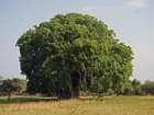 Baobab, Łąka