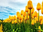 Żółte, Tulipany, Uprawa