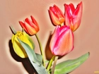 Kwiaty, Tulipany, Efekty Graficzne