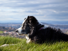 Pies, Pasterski, Łąka, Panorama, Border Collie