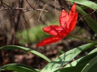 Czerwony, Tulipan