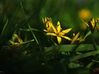 Złoć Żółta, Kwiat
