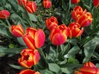 Tulipany