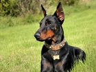 Doberman