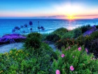 Morze, Zachód Słońca, Kwiaty, Roślinność