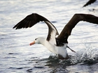 Albatros, Rozłożone, Skrzydła, Woda