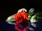 Gałązka, Czerwona, Róża