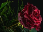 Bordowa, Róża, Krople, Rosy