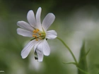 Rogownica Polna, Biały, Kwiat