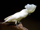 Papuga, Biała, Kakadu, Konar