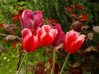 Czerwone, Tulipany, Listki