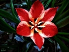 Czerwony, Rozkwitły, Tulipan