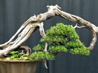 Drzewko, Bonsai