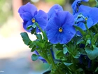 Bratki, Niebieskie, Kwiaty